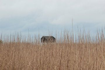 Le téléspectateur sur Foto's van EL