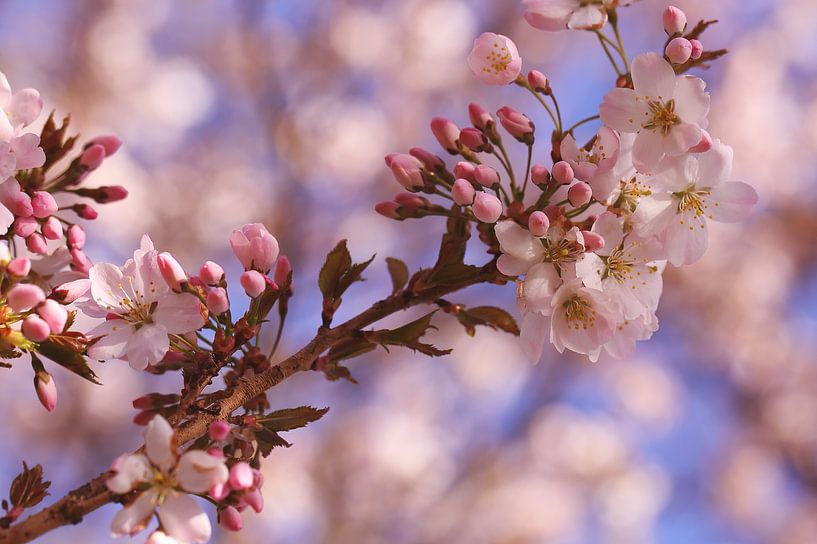 Fleur de cerisier par LHJB Photography