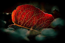 autumn leaf by lydia versluis