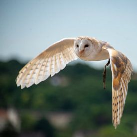 Chouette sur Bram de Muijnck