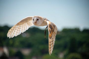 Owl by Bram de Muijnck