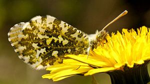 Oranjetipje - Orange tip - Pointe d'orange - Orange Tipp von Ben Kah