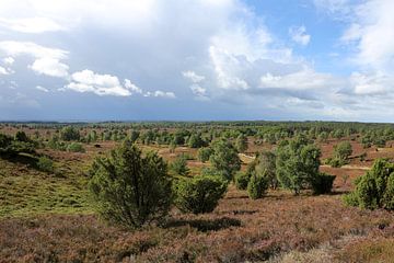 Het landschap van de Lüneburger Heide op de Wilseder Berg van Karina Baumgart