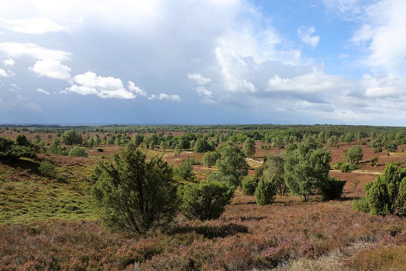 Het landschap van de Lüneburger Heide op de Wilseder Berg van Karina Gebert