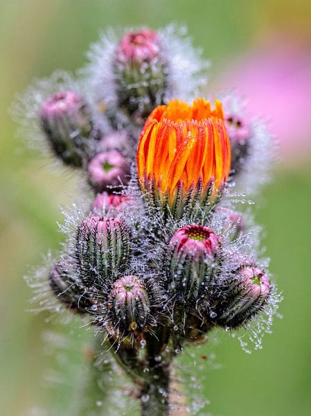 Hawkweed by Rob Boon
