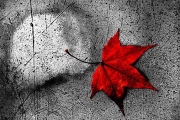 LIEFDE ! Rood esdoornblad tegen een grijze achtergrond van images4nature by Eckart Mayer Photography