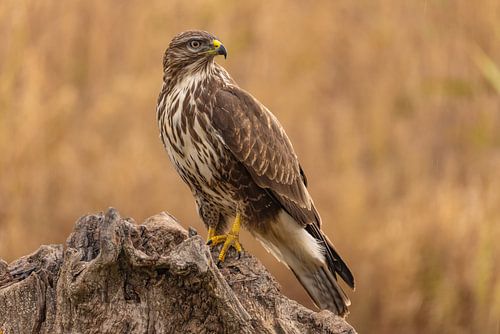 Buzzard (Buteo buteo)