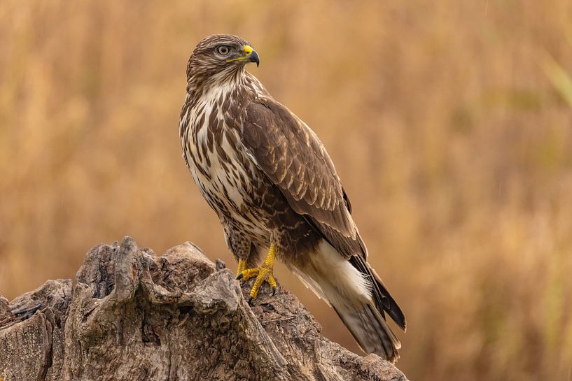 Buzzard (Buteo buteo) by Gert Hilbink