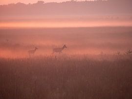 Deer spring, Hoge Veluwe by Signatuur Fotografie