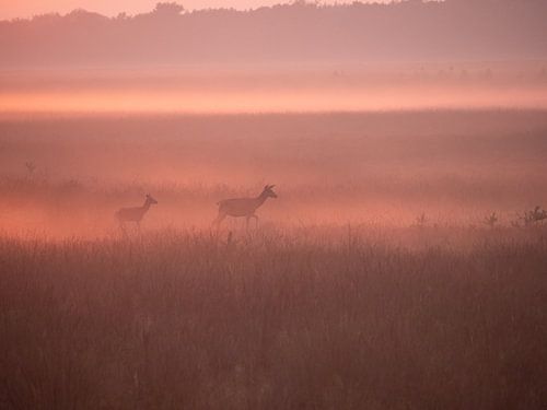 Quelle der Hirsche, Hoge Veluwe