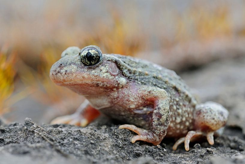 Geburtshelferkröte ( Alytes obstetricans ) in ihrem typischen Umfeld, aufgenommen in einem Steinbruc par wunderbare Erde