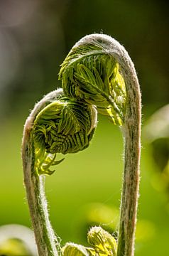 Young ferns in love van Frans Blok