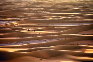Désert du Sahara, caravane de chameaux et chamelier avec les touristes sur Frans Lemmens