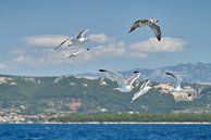 Zeemeeuwen boven de Adriatische Zee van Heiko Kueverling thumbnail