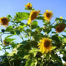 Riesen Sonnenblume von Ramon Labusch