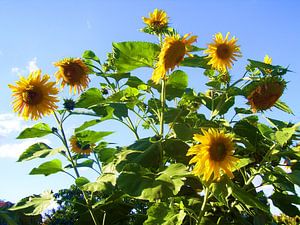 Riesen Sonnenblume