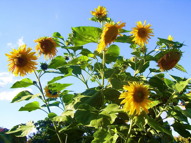Tournesol géant par Ramon Labusch