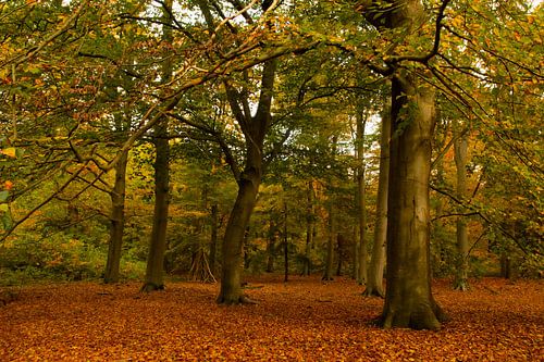 Herfst in het Warandebos, Tilburg