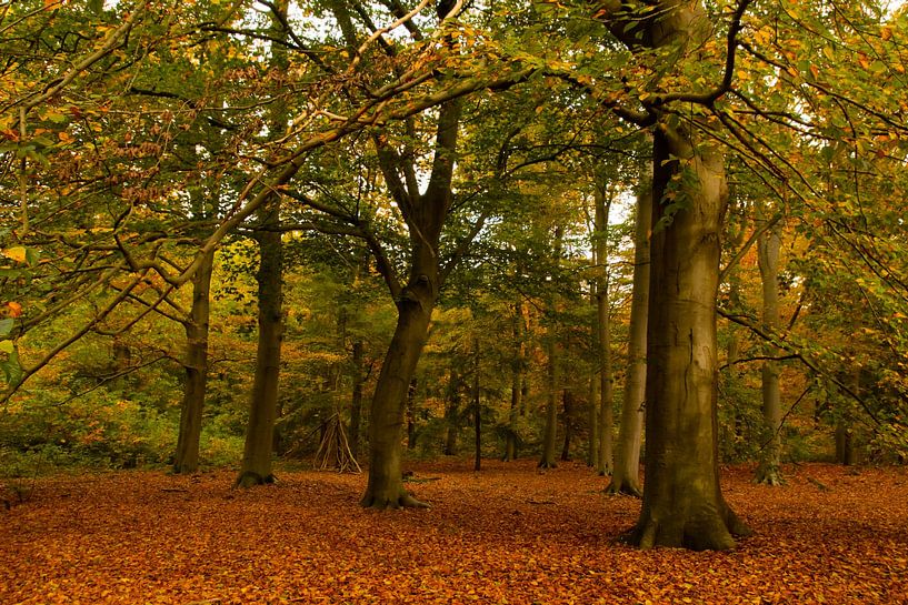 Autumn in the Warandebos, Tilburg by Nynke Altenburg