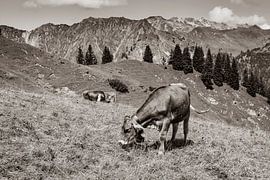 in the mountain pasture