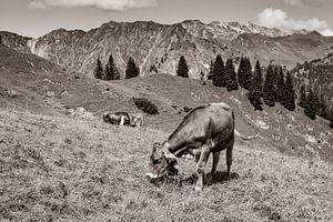auf der Alm