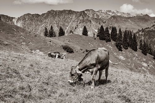 auf der Alm