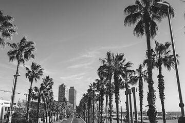 Barceloneta Boulevard | Palmen | Zwrt weiß von Roanna Fotografie