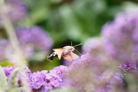 Hummingbird butterfly
