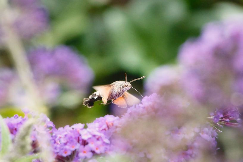 Hummingbird butterfly by WeVaFotografie