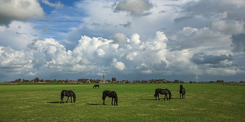 Friese paarden in Fries weidelandschap