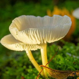 Mushrooms in the Cape Woods are beautifully lit in autumn by Robin Verhoef