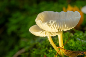 Paddenstoelen in de Kaapse Bossen zijn mooi verlicht in de herfst