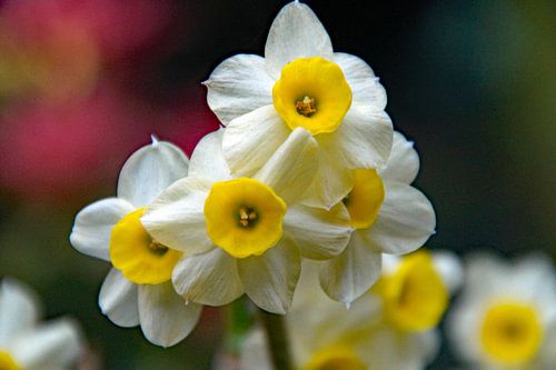 bloemen macrofotografie