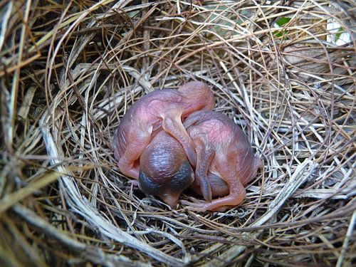 Hatched bird