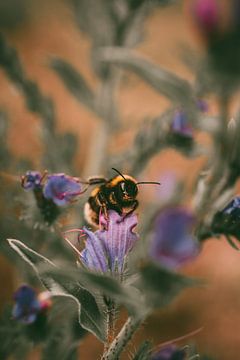 Bumble Bee in field of wildflowers by Kim Spapens