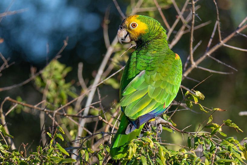 Lora seen from behind by Pieter JF Smit