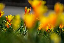 Nature's play of colours