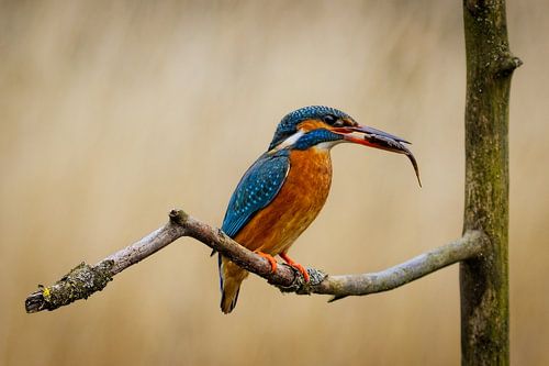 Successful hunt – Kingfisher with prey