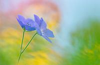 Lila Geranie ( Blume, malerisch und farbenfroh)