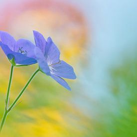 Paarse geranium ( bloem, schilderachtig en kleurrijk) van Cocky Anderson