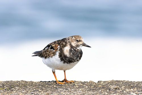 Steenloper op de pier van IJmuiden