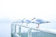 Meeuwen in de mist. van Josine Claasen thumbnail