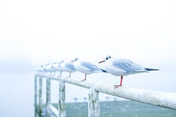 Seagulls in the fog. by Josine Claasen