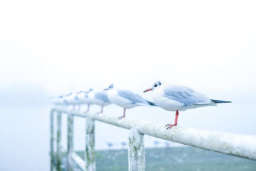 Meeuwen in de mist. van Josine Claasen
