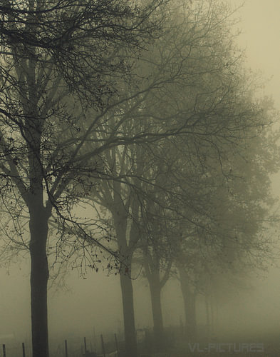 Nebel in Emmen