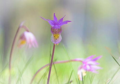 Wilde paarse orchidee