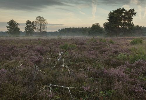 Morning has broken III