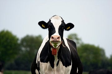 Starende Holsteiner rund van Jan Sportel Photography