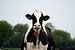 Starende Holsteiner rund van Jan Sportel Photography