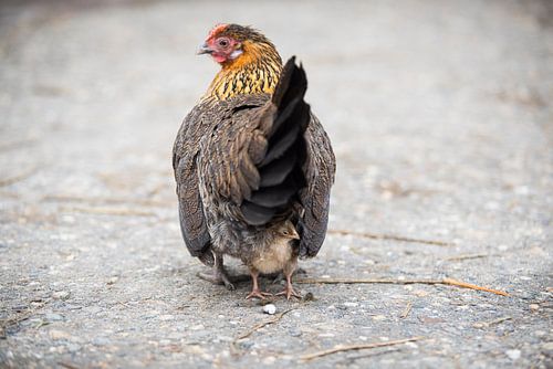 Mother hen with chick
